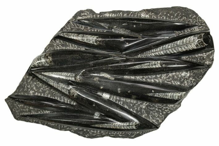 Polished Fossil Orthoceras (Cephalopod) Plate - Morocco #341173